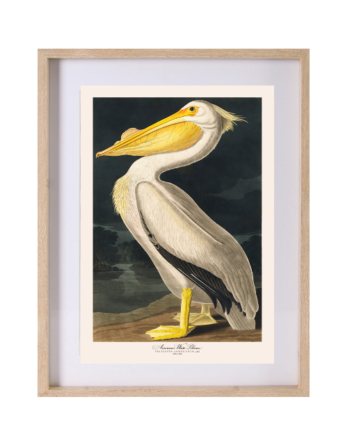 Pelican